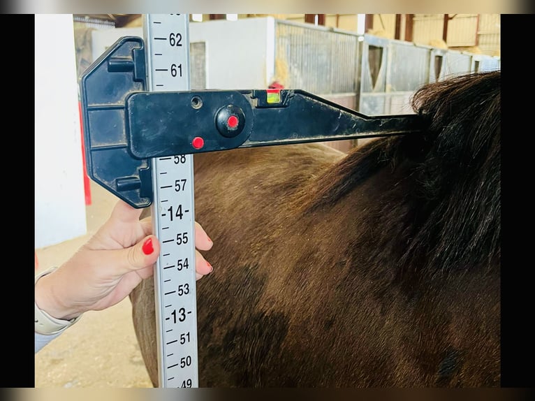 Cob Hongre 4 Ans 148 cm Bai in Mountrath