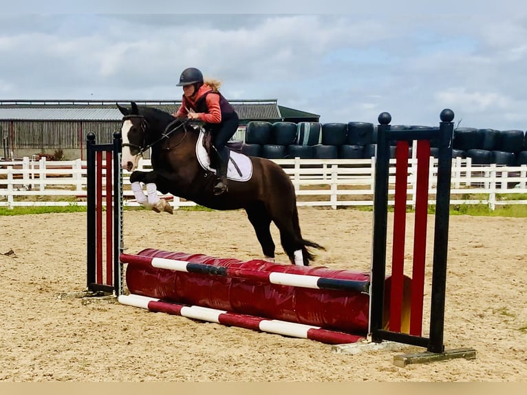 Cob Hongre 4 Ans 148 cm Bai in Mountrath