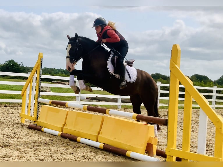 Cob Hongre 4 Ans 148 cm Bai in Mountrath