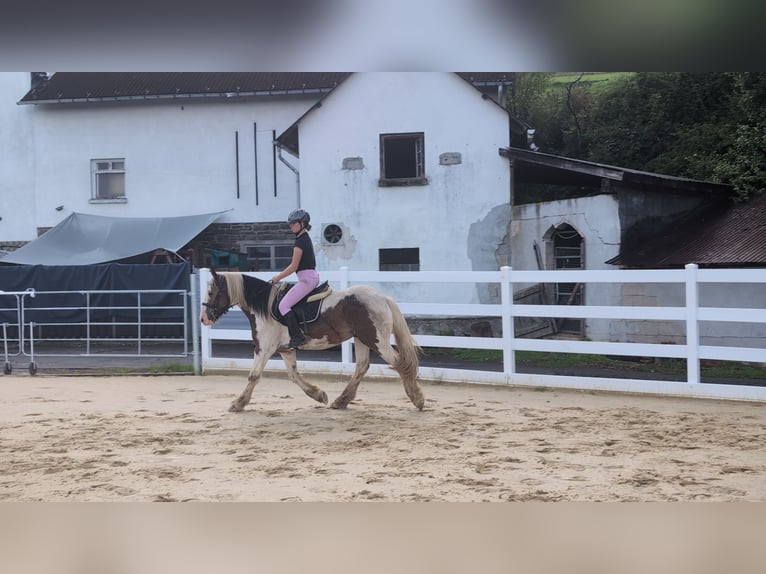 Cob Hongre 4 Ans 150 cm Pinto in Morsbach