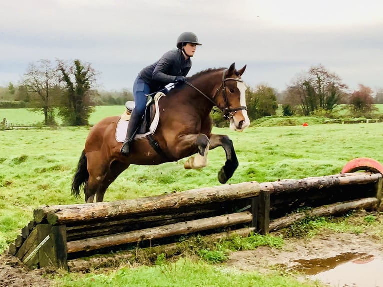 Cob Hongre 4 Ans 152 cm Bai in Mountrath