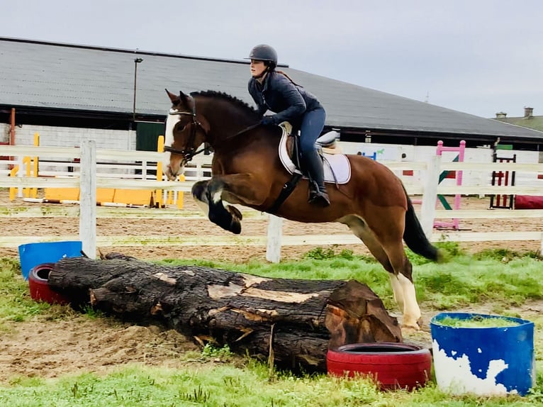Cob Hongre 4 Ans 152 cm Bai in Mountrath