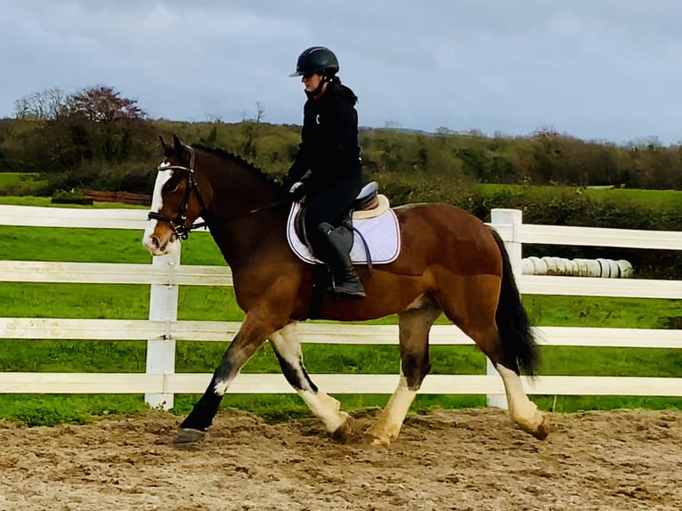 Cob Hongre 4 Ans 152 cm Bai in Mountrath
