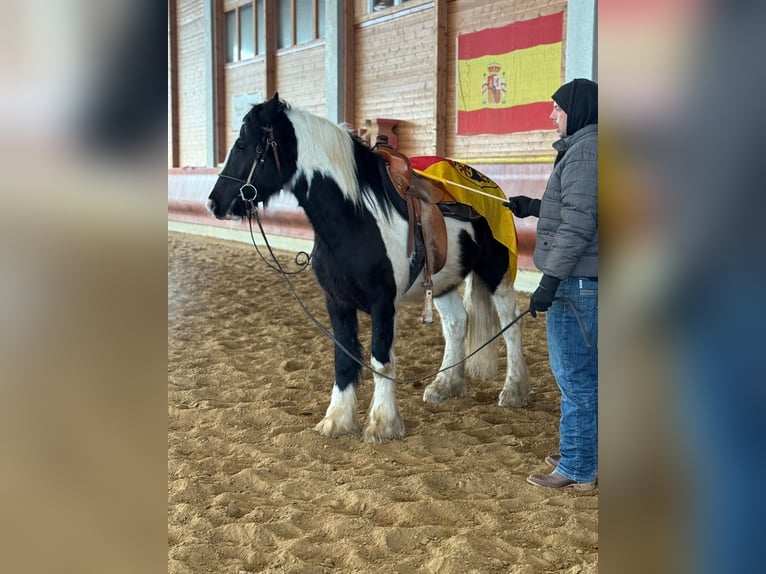 Cob Hongre 4 Ans 153 cm Pinto in Achstetten