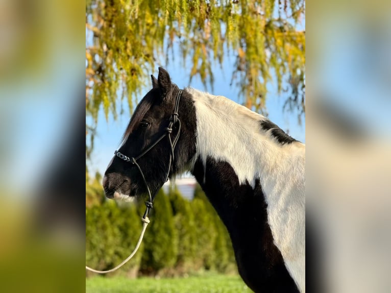 Cob Hongre 4 Ans 153 cm Pinto in Achstetten