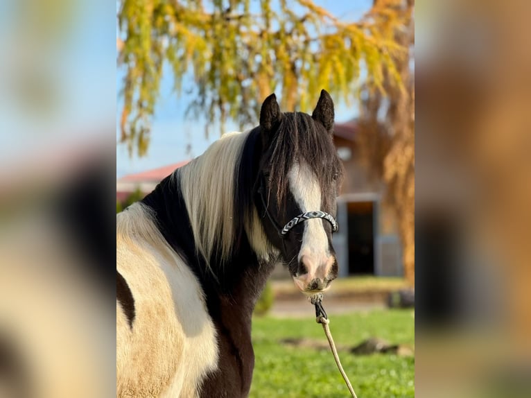 Cob Hongre 4 Ans 153 cm Pinto in Achstetten
