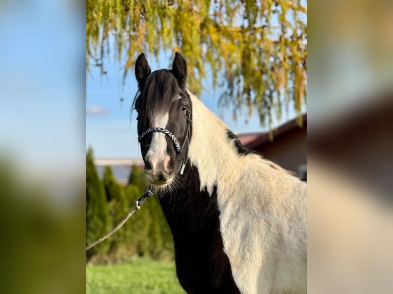 Cob Hongre 4 Ans 153 cm Pinto in Achstetten
