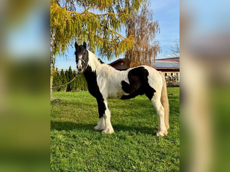 Cob Hongre 4 Ans 153 cm Pinto in Achstetten
