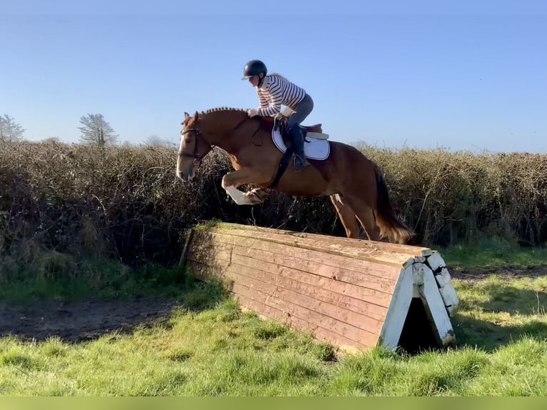 Cob Croisé Hongre 4 Ans 154 cm Alezan brûlé in Laois