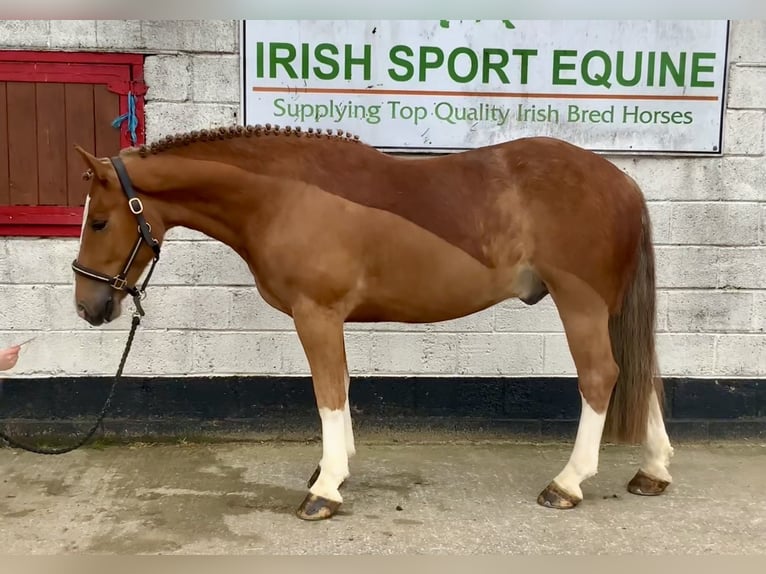 Cob Croisé Hongre 4 Ans 154 cm Alezan brûlé in Laois