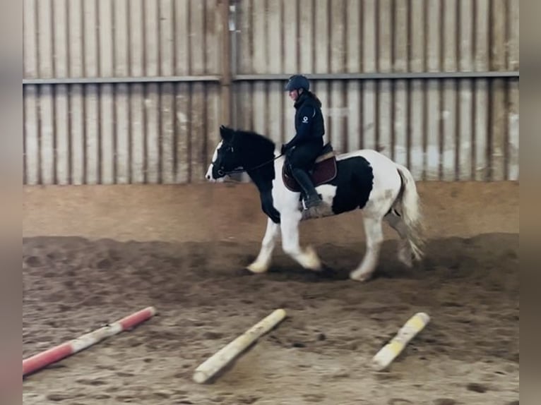 Cob Hongre 4 Ans 155 cm Léopard in Sligo