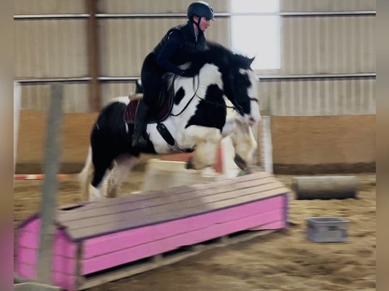 Cob Hongre 4 Ans 155 cm Léopard in Sligo