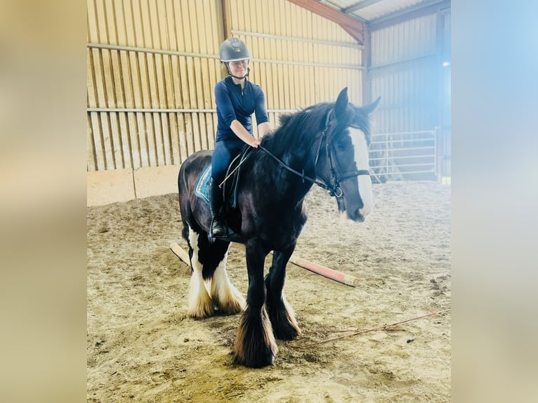 Cob Hongre 4 Ans 156 cm Noir in Sligo