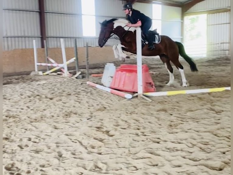 Cob Hongre 4 Ans 158 cm Pinto in Sligo