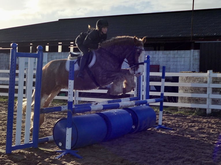Cob Hongre 4 Ans 159 cm Rouan Rouge in Mountrath