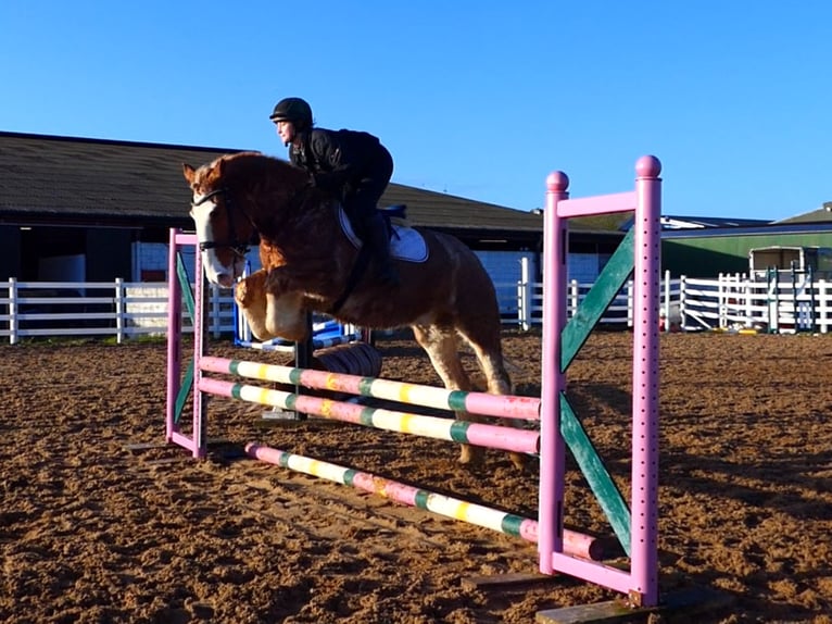 Cob Hongre 4 Ans 159 cm Rouan Rouge in Mountrath
