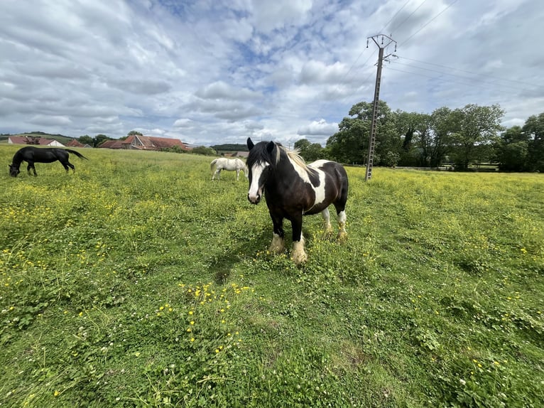 Cob Hongre 4 Ans 160 cm Bai in Vic des Pr&#xE9;s