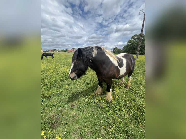 Cob Hongre 4 Ans 160 cm Bai in Vic des Pr&#xE9;s