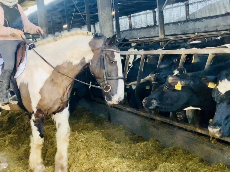 Cob Hongre 4 Ans 160 cm Pinto in Mountrath