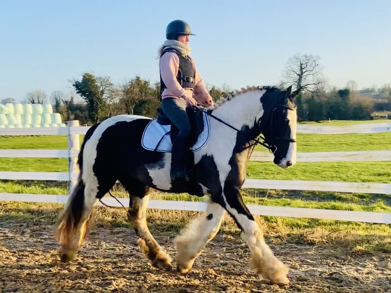 Cob Hongre 4 Ans 160 cm Pinto in Mountrath