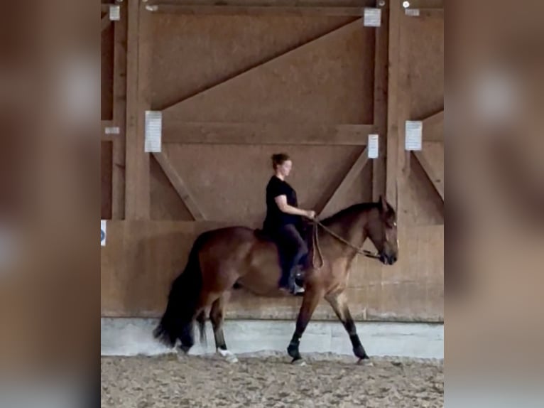 Cob Hongre 4 Ans 162 cm Bai in Sieghartskirchen