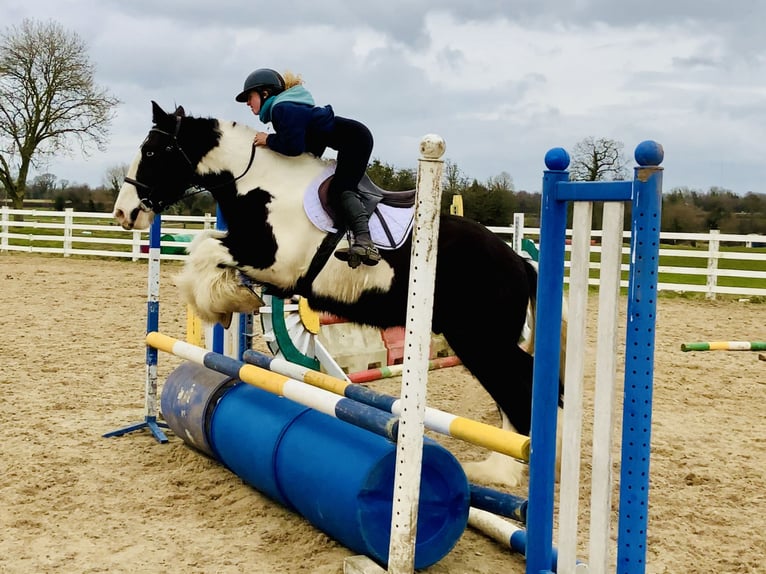 Cob Hongre 4 Ans 162 cm Pinto in Mountrath