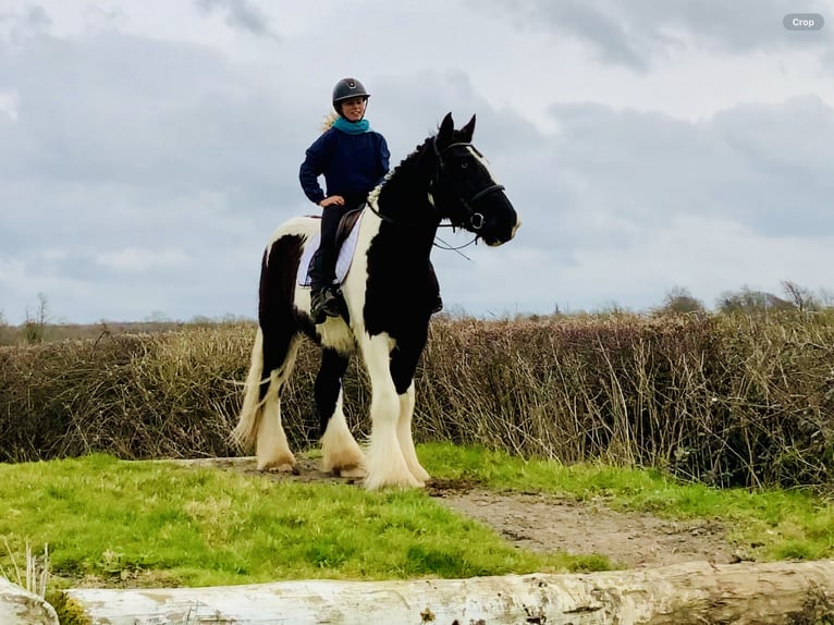 Cob Hongre 4 Ans 162 cm Pinto in Mountrath