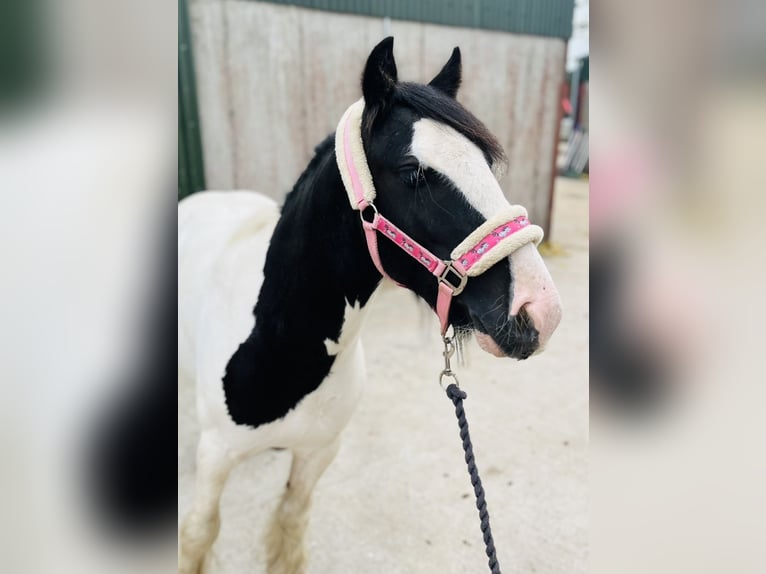 Cob Hongre 5 Ans 125 cm Pinto in Sligo