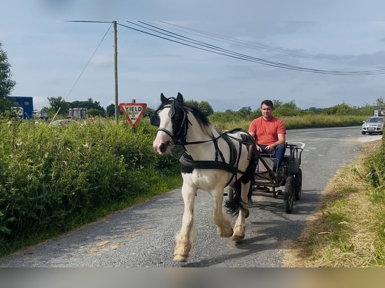 Cob Hongre 5 Ans 125 cm Pinto in Sligo