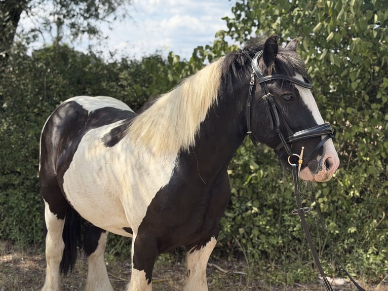 Cob Croisé Hongre 5 Ans 128 cm Tobiano-toutes couleurs in Trebbin