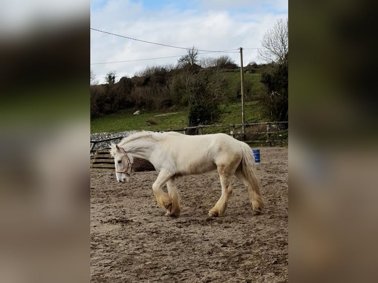 Cob Hongre 5 Ans 145 cm Palomino in Sligo