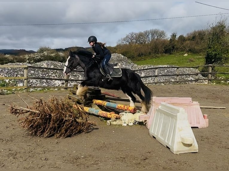 Cob Hongre 5 Ans 148 cm Noir in Sligo