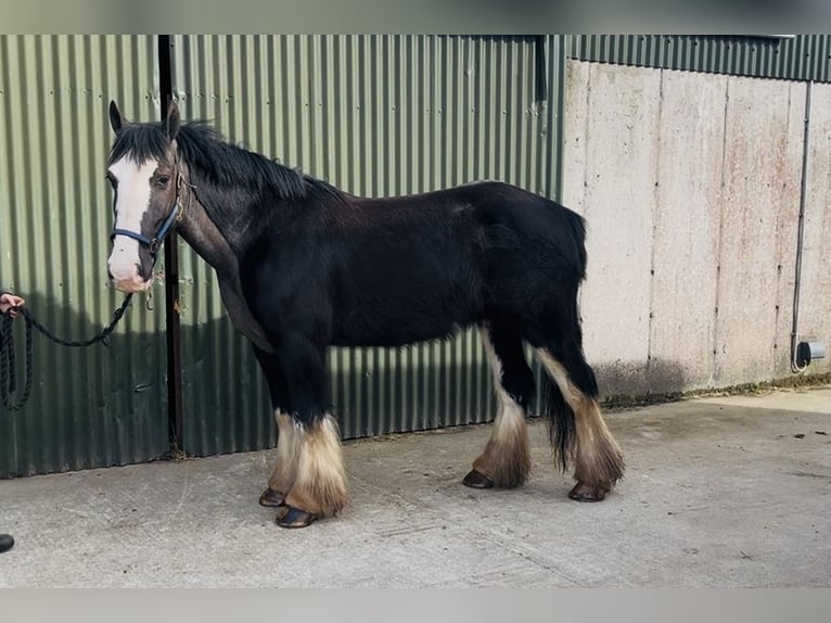 Cob Hongre 5 Ans 148 cm Noir in Sligo