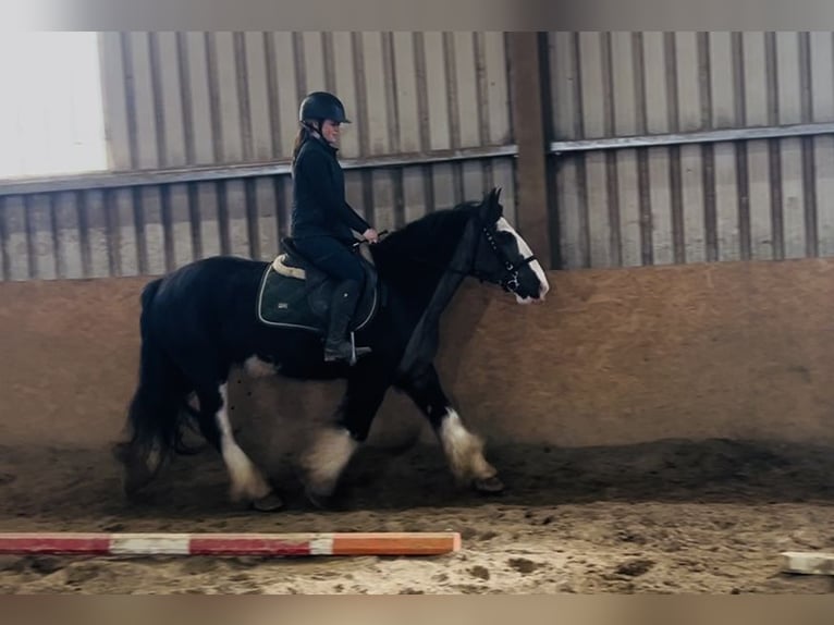 Cob Hongre 5 Ans 148 cm Noir in Sligo