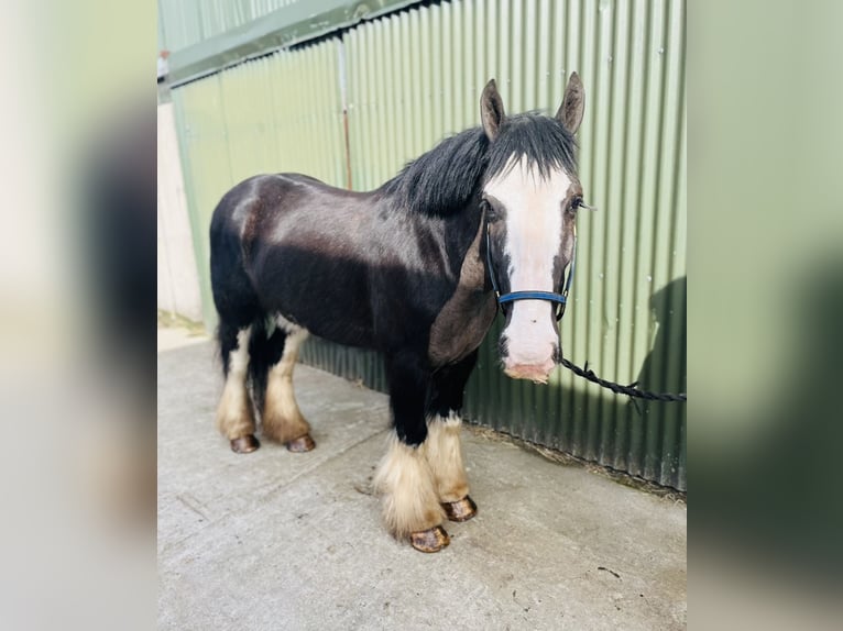 Cob Hongre 5 Ans 148 cm Noir in Sligo