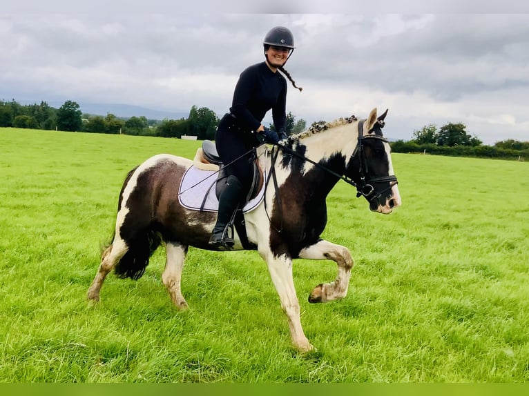 Cob Hongre 5 Ans 148 cm Pinto in Mountrath