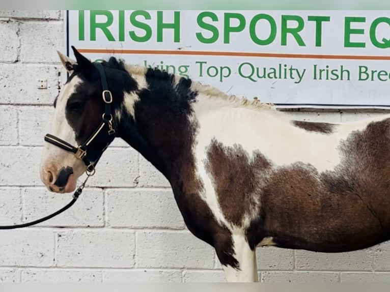 Cob Hongre 5 Ans 148 cm Pinto in Mountrath