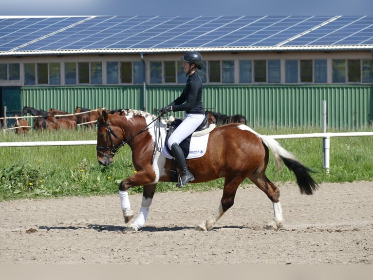Cob Hongre 5 Ans 150 cm Pinto in Ganschow