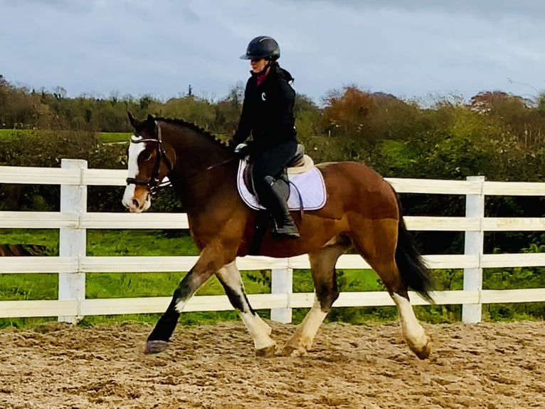 Cob Hongre 5 Ans 152 cm Bai in Mountrath