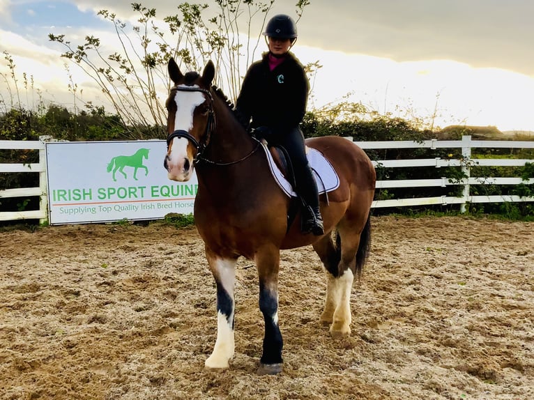 Cob Hongre 5 Ans 152 cm Bai in Mountrath