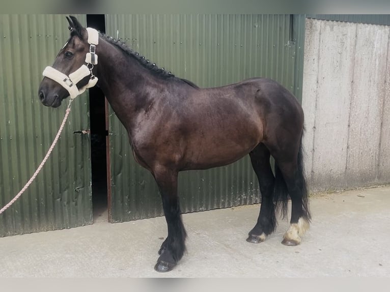 Cob Hongre 5 Ans 155 cm Noir in Sligo