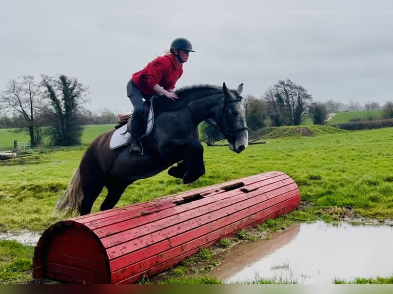 Cob Hongre 5 Ans 159 cm Rouan Bleu in Mountrath