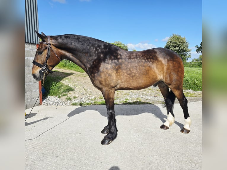 Cob Croisé Hongre 5 Ans 160 cm Bai brun in Galway