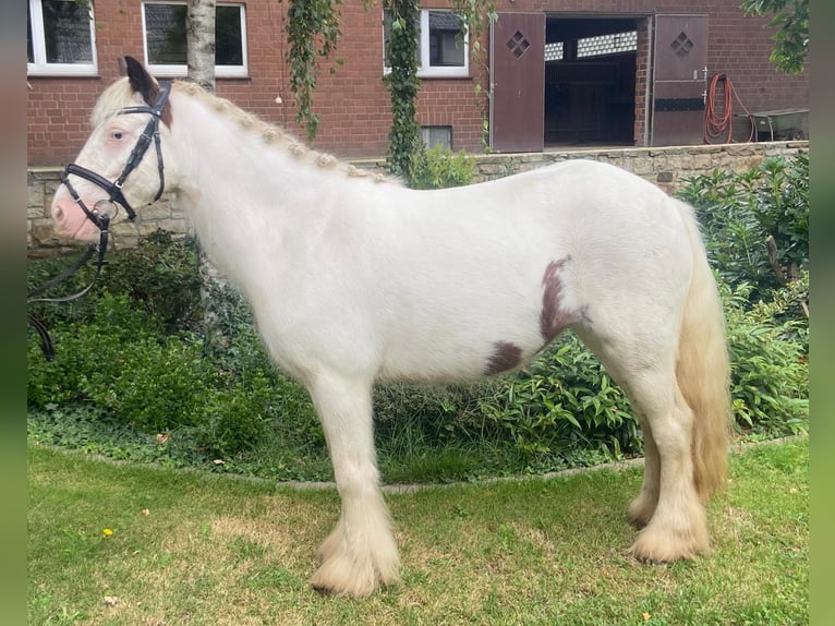 Cob Hongre 6 Ans 135 cm Pinto in Hopsten