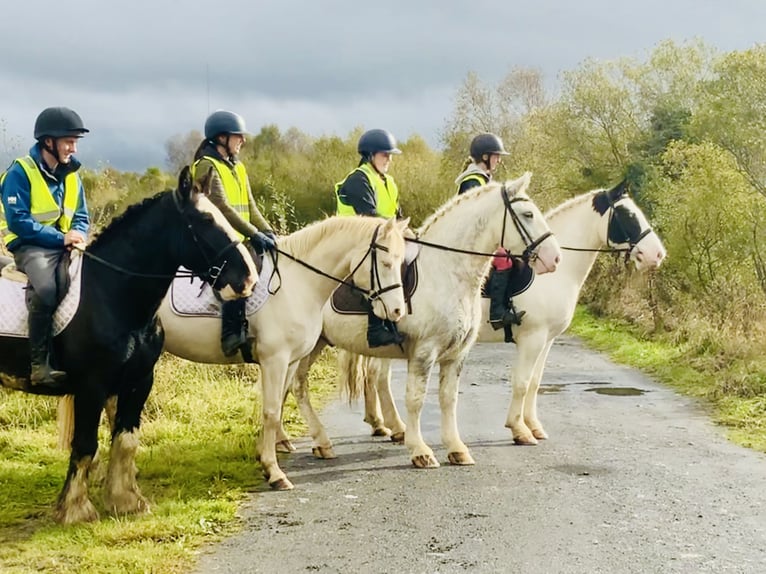 Cob Hongre 6 Ans 152 cm Gris in Mountrath