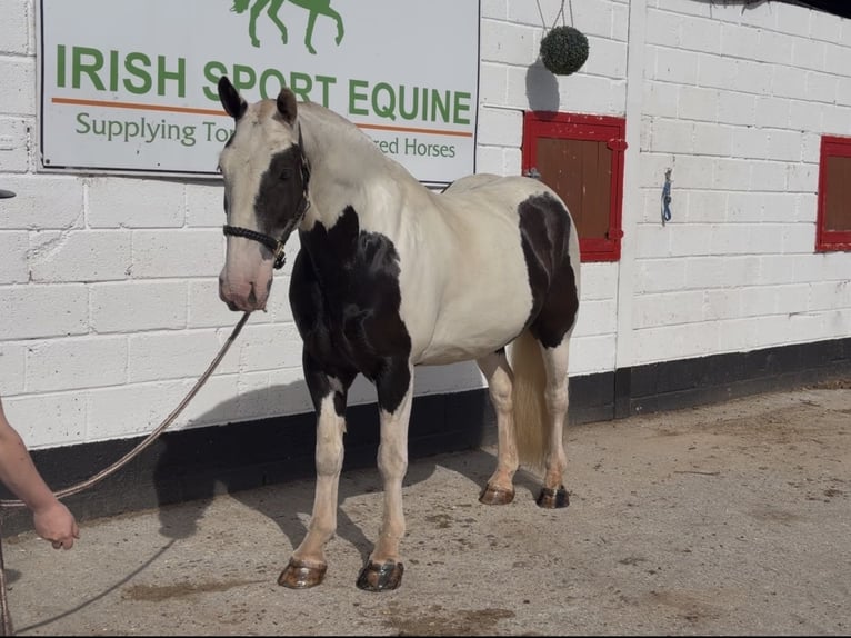 Cob Hongre 6 Ans 156 cm Pinto in Mountrath, Co. Laois