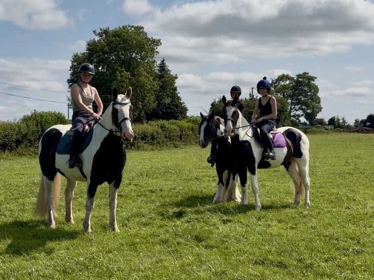 Cob Hongre 6 Ans 156 cm Pinto in Mountrath, Co. Laois