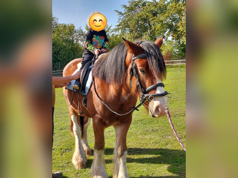 Cob Hongre 6 Ans 160 cm Bai in Sevenig (Our)