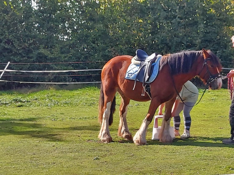 Cob Hongre 6 Ans 160 cm Bai in Sevenig (Our)