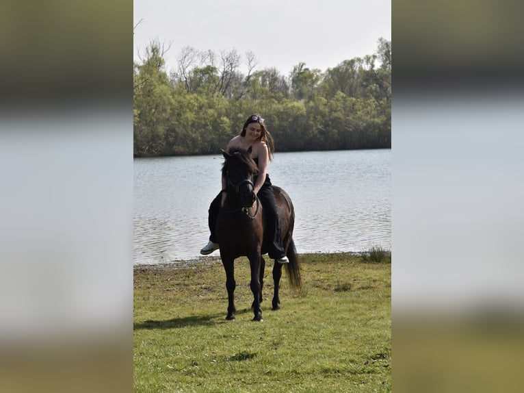 Cob Croisé Hongre 7 Ans 125 cm Noir in Egligny